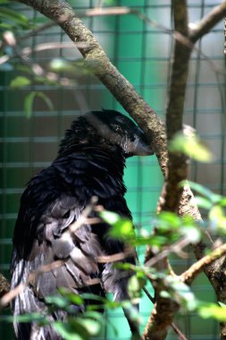 Küçük Vasa Papağanı - Coracopsis nigra, eşsiz endemik kuş 