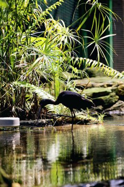 Plegadis falcinellus ya da parlak aynak. Bu su kuşunun uzun, aşağı doğru eğimli bir gagası, uzun bir boynu ve güneşte parlak görünen metalik renkli koyu renkli tüyleri vardır..