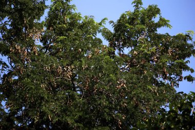 Tamarind ya da Tamarindus indica, Tadı ekşi olan bir meyve türüdür; aynı zamanda onu üreten ağacın adı da Fabaceae ailesine aittir..