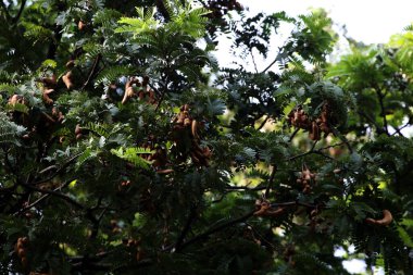 Tamarind ya da Tamarindus indica, Tadı ekşi olan bir meyve türüdür; aynı zamanda onu üreten ağacın adı da Fabaceae ailesine aittir..