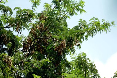Tamarind ya da Tamarindus indica, Tadı ekşi olan bir meyve türüdür; aynı zamanda onu üreten ağacın adı da Fabaceae ailesine aittir..