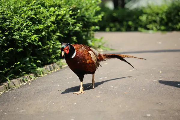 stock image The common pheasant or Phasianus colchicus is a bird in the pheasant family.