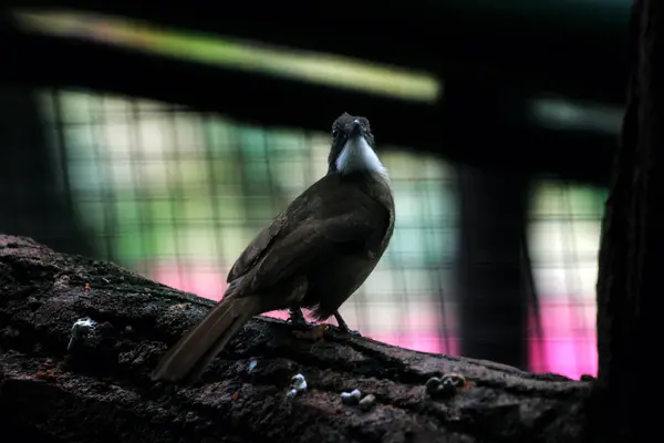 stock image Ochraceous Bulbul (Alophoixus ochraceus) or brown white-throated bulbul perch in nature wildlife habitat