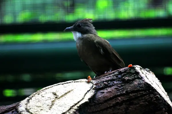 stock image Ochraceous Bulbul (Alophoixus ochraceus) or brown white-throated bulbul perch in nature wildlife habitat