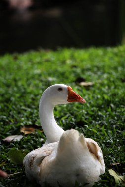 Evcil kaz, insanların etleri, yumurtaları ya da tüyleri için evcilleştirdikleri ve sakladıkları bir kazdır..