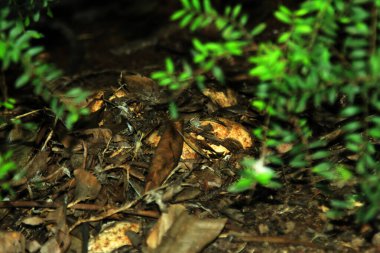 Jakarta, Endonezya. 21 Nisan 2024. Bali 'den 