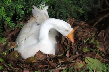 Evcil kaz, insanların etleri, yumurtaları ya da tüyleri için evcilleştirdikleri ve sakladıkları bir kazdır..