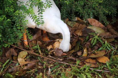 Evcil kaz, insanların etleri, yumurtaları ya da tüyleri için evcilleştirdikleri ve sakladıkları bir kazdır..