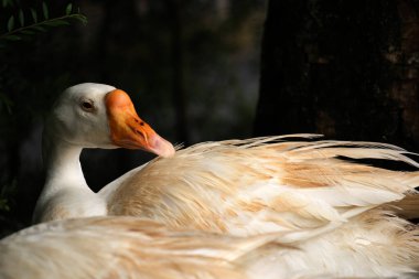 Evcil kaz, insanların etleri, yumurtaları ya da tüyleri için evcilleştirdikleri ve sakladıkları bir kazdır..