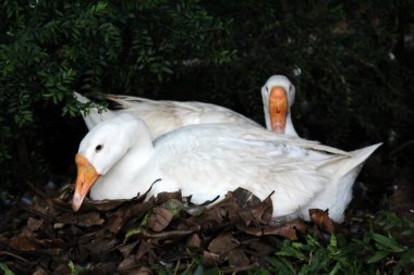 Evcil kaz, insanların etleri, yumurtaları ya da tüyleri için evcilleştirdikleri ve sakladıkları bir kazdır..