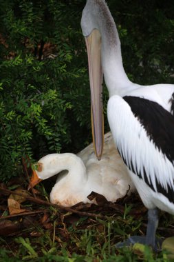 Evcil kaz, insanların etleri, yumurtaları ya da tüyleri için evcilleştirdikleri ve sakladıkları bir kazdır..