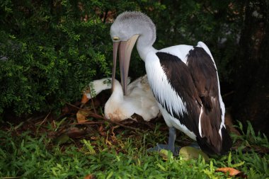 Evcil kaz, insanların etleri, yumurtaları ya da tüyleri için evcilleştirdikleri ve sakladıkları bir kazdır..
