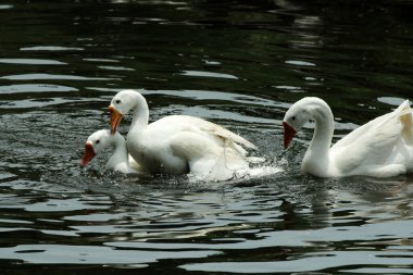 Evcil kaz, insanların etleri, yumurtaları ya da tüyleri için evcilleştirdikleri ve sakladıkları bir kazdır..