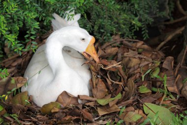 Evcil kaz, insanların etleri, yumurtaları ya da tüyleri için evcilleştirdikleri ve sakladıkları bir kazdır..