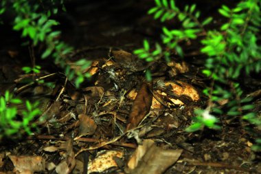Evcil kaz, insanların etleri, yumurtaları ya da tüyleri için evcilleştirdikleri ve sakladıkları bir kazdır..