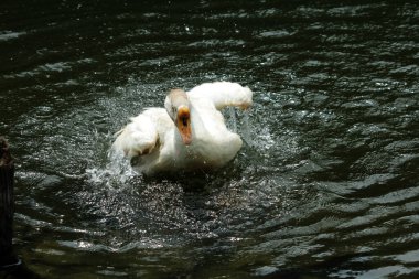 Evcil kaz, insanların etleri, yumurtaları ya da tüyleri için evcilleştirdikleri ve sakladıkları bir kazdır..