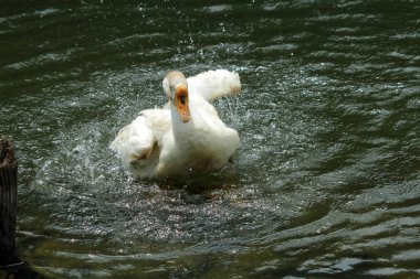 Evcil kaz, insanların etleri, yumurtaları ya da tüyleri için evcilleştirdikleri ve sakladıkları bir kazdır..