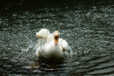 Evcil kaz, insanların etleri, yumurtaları ya da tüyleri için evcilleştirdikleri ve sakladıkları bir kazdır..