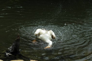 Evcil kaz, insanların etleri, yumurtaları ya da tüyleri için evcilleştirdikleri ve sakladıkları bir kazdır..