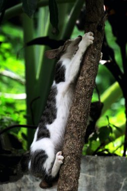 Şirin sokak kedisi. Kediler insanlara en aşina hayvanlardır..