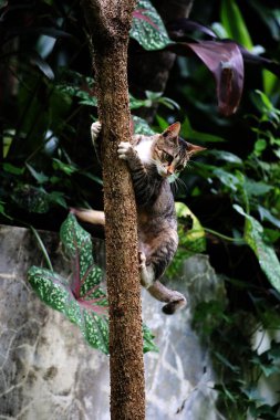 Şirin sokak kedisi. Kediler insanlara en aşina hayvanlardır..
