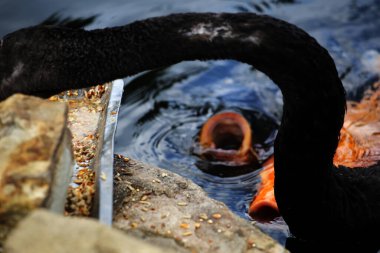 Cygnus atratus ya da Black Swan, zarif görünümlü bir su kuşu türüdür. Tüyler ağırlıklı olarak siyahtır ve gagası kırmızıya vurur..