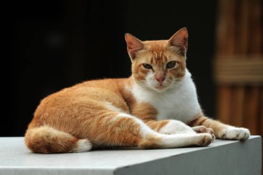 Şirin sokak kedisi. Kediler insanlara en aşina hayvanlardır..