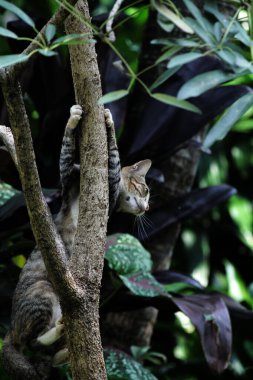 Şirin sokak kedisi. Kediler insanlara en aşina hayvanlardır..