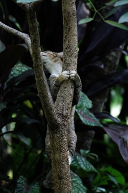 Şirin sokak kedisi. Kediler insanlara en aşina hayvanlardır..