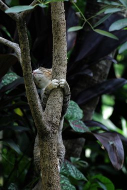 Şirin sokak kedisi. Kediler insanlara en aşina hayvanlardır..