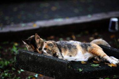 Şirin sokak kedisi. Kediler insanlara en aşina hayvanlardır..