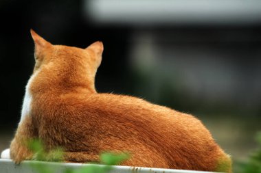 Şirin sokak kedisi. Kediler insanlara en aşina hayvanlardır..