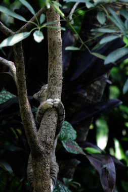 Şirin sokak kedisi. Kediler insanlara en aşina hayvanlardır..