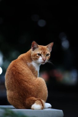 Şirin sokak kedisi. Kediler insanlara en aşina hayvanlardır..