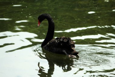 Cygnus atratus ya da Black Swan, zarif görünümlü bir su kuşu türüdür. Tüyler ağırlıklı olarak siyahtır ve gagası kırmızıya vurur..