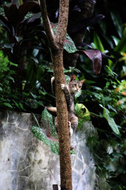 Şirin sokak kedisi. Kediler insanlara en aşina hayvanlardır..