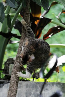 Şirin sokak kedisi. Kediler insanlara en aşina hayvanlardır..
