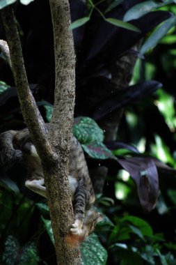 Şirin sokak kedisi. Kediler insanlara en aşina hayvanlardır..