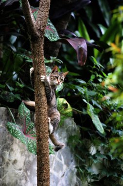 Şirin sokak kedisi. Kediler insanlara en aşina hayvanlardır..