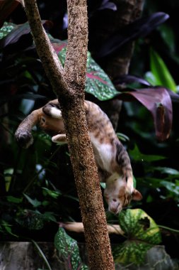 Şirin sokak kedisi. Kediler insanlara en aşina hayvanlardır..