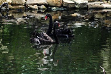 Cygnus atratus ya da Black Swan, zarif görünümlü bir su kuşu türüdür. Tüyler ağırlıklı olarak siyahtır ve gagası kırmızıya vurur..