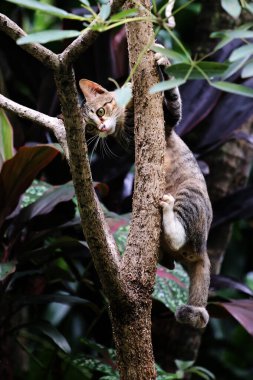 Şirin sokak kedisi. Kediler insanlara en aşina hayvanlardır..