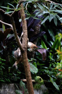Şirin sokak kedisi. Kediler insanlara en aşina hayvanlardır..
