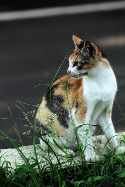 Şirin sokak kedisi. Kediler insanlara en aşina hayvanlardır..