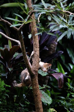 Şirin sokak kedisi. Kediler insanlara en aşina hayvanlardır..
