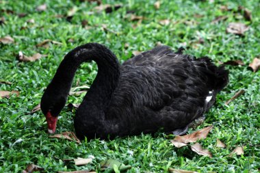 Cygnus atratus ya da Black Swan, zarif görünümlü bir su kuşu türüdür. Tüyler ağırlıklı olarak siyahtır ve gagası kırmızıya vurur..