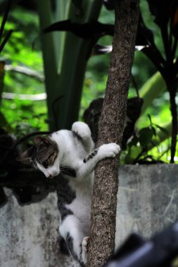 Şirin sokak kedisi. Kediler insanlara en aşina hayvanlardır..