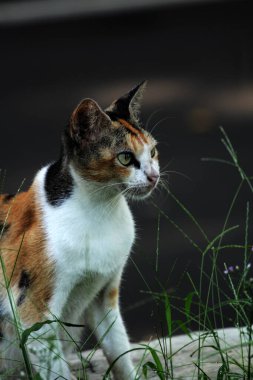 Şirin sokak kedisi. Kediler insanlara en aşina hayvanlardır..