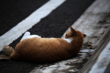 Şirin sokak kedisi. Kediler insanlara en aşina hayvanlardır..