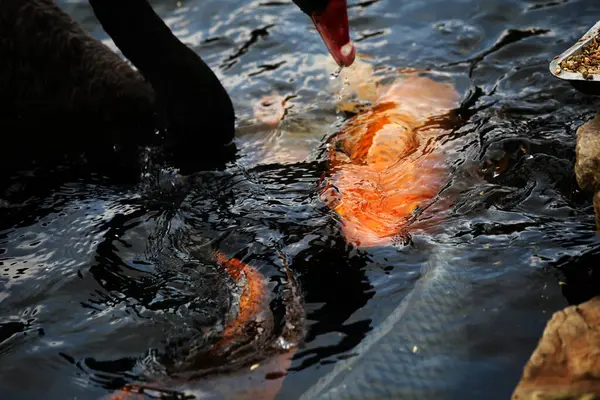 Stock image Cygnus atratus or Black Swan, is a species of water bird with a striking appearance with a graceful nature. The feathers are predominantly black and the bill is striking red.